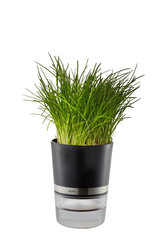 Herb Pot - BOTANICO  18920